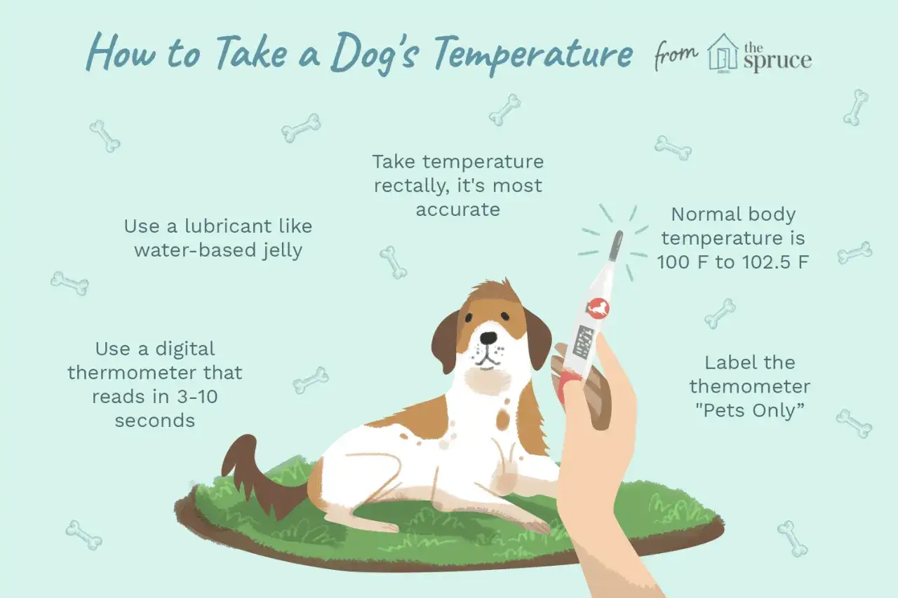 Ilustración sobre cómo tomar la temperatura a un perro. Si mi perro tiene 37 de temperatura, es normal.