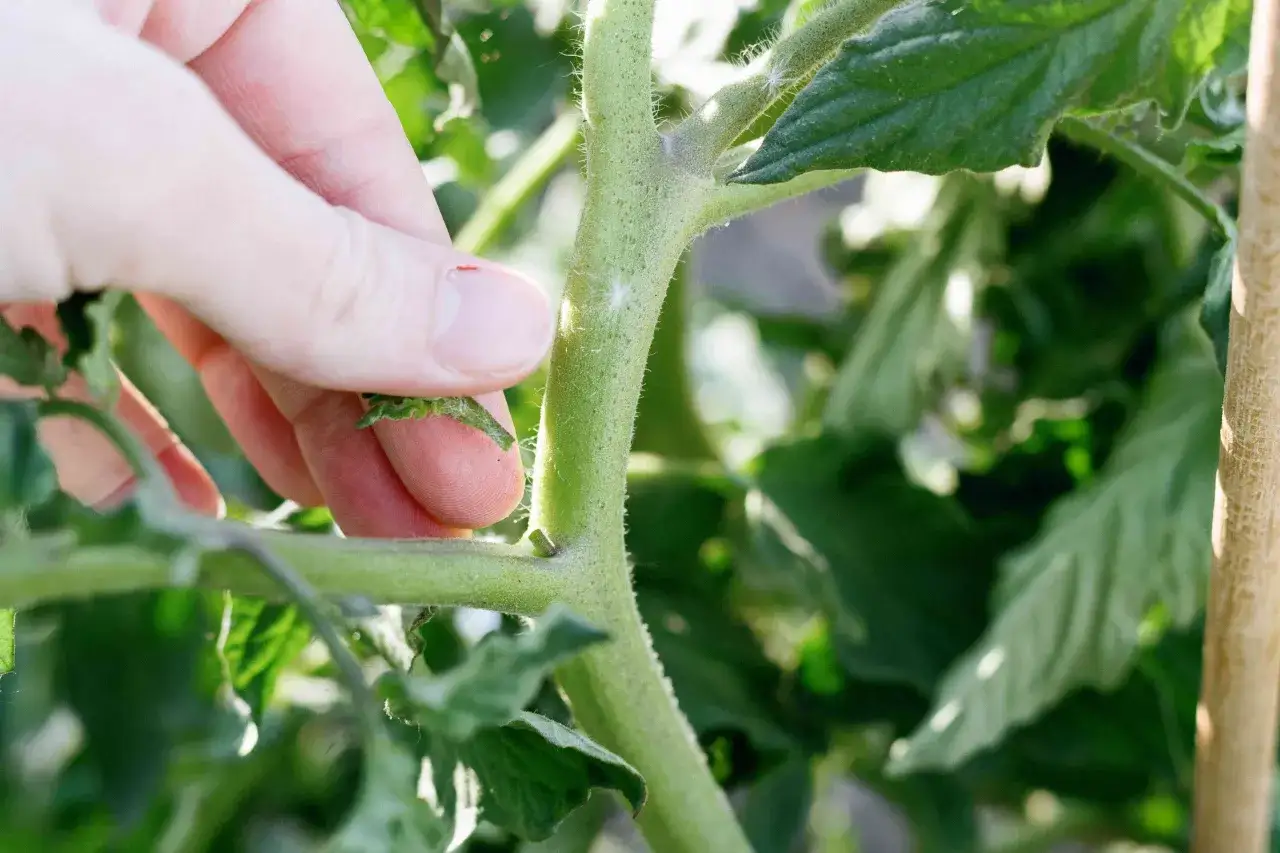 Finger entfernt einen Geiztrieb, um die Tomatenpflanze zu st&auml;rken.