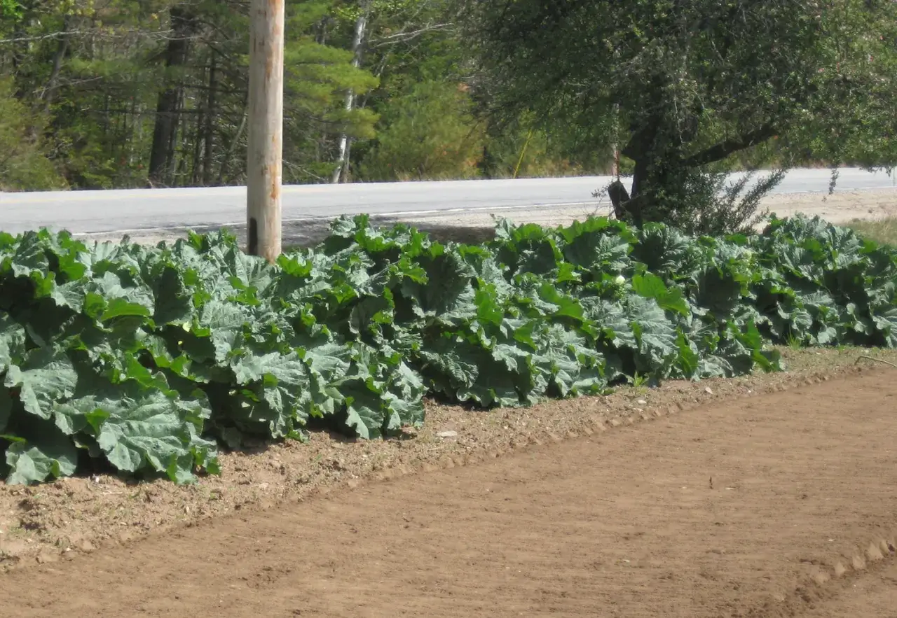 A row of lush rhubarb plants thrives in rich soil, suggesting this is an ideal spot for where to plant rhubarb.