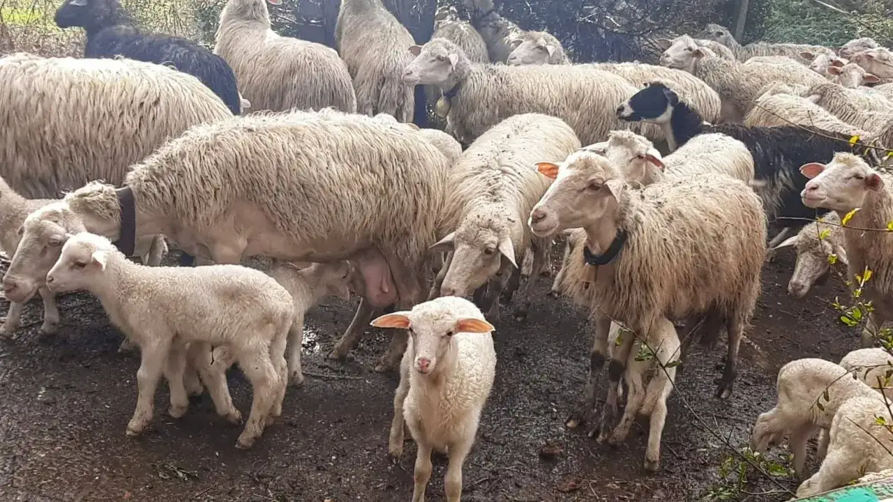 Un gregge di pecore, alcune con campanacci, si muove su un terreno fangoso. Si vedono agnelli bianchi e pecore adulte, alcune con il vello scuro.