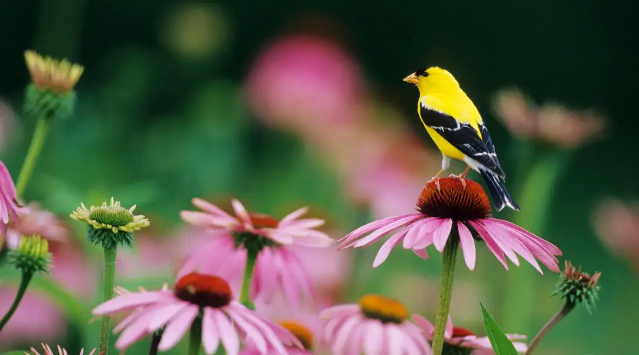 Ein gelber Stieglitz sitzt auf einer purpurnen Sonnenhutblüte in einem vogelfreundlichen Garten.