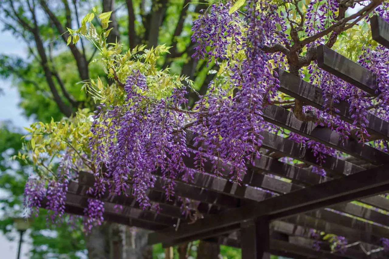 Fioletowa wisteria zwisająca z drewnianej pergoli, tworząc malowniczy baldachim.