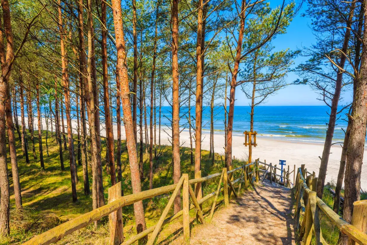 Ścieżka przez sosnowy las prowadzi na dzikie plaże. Piasek, morze i błękitne niebo.