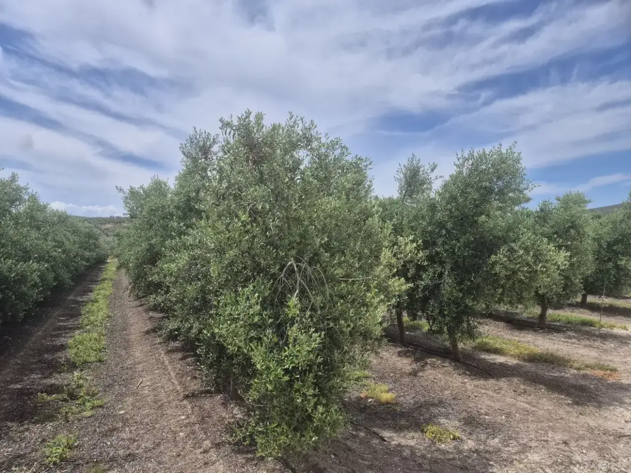 Filari di ulivi rigogliosi sotto un cielo azzurro con nuvole. Si intravede un sistema di irrigazione a goccia, segno di un irrigazione oliveto fai da te ben riuscito.
