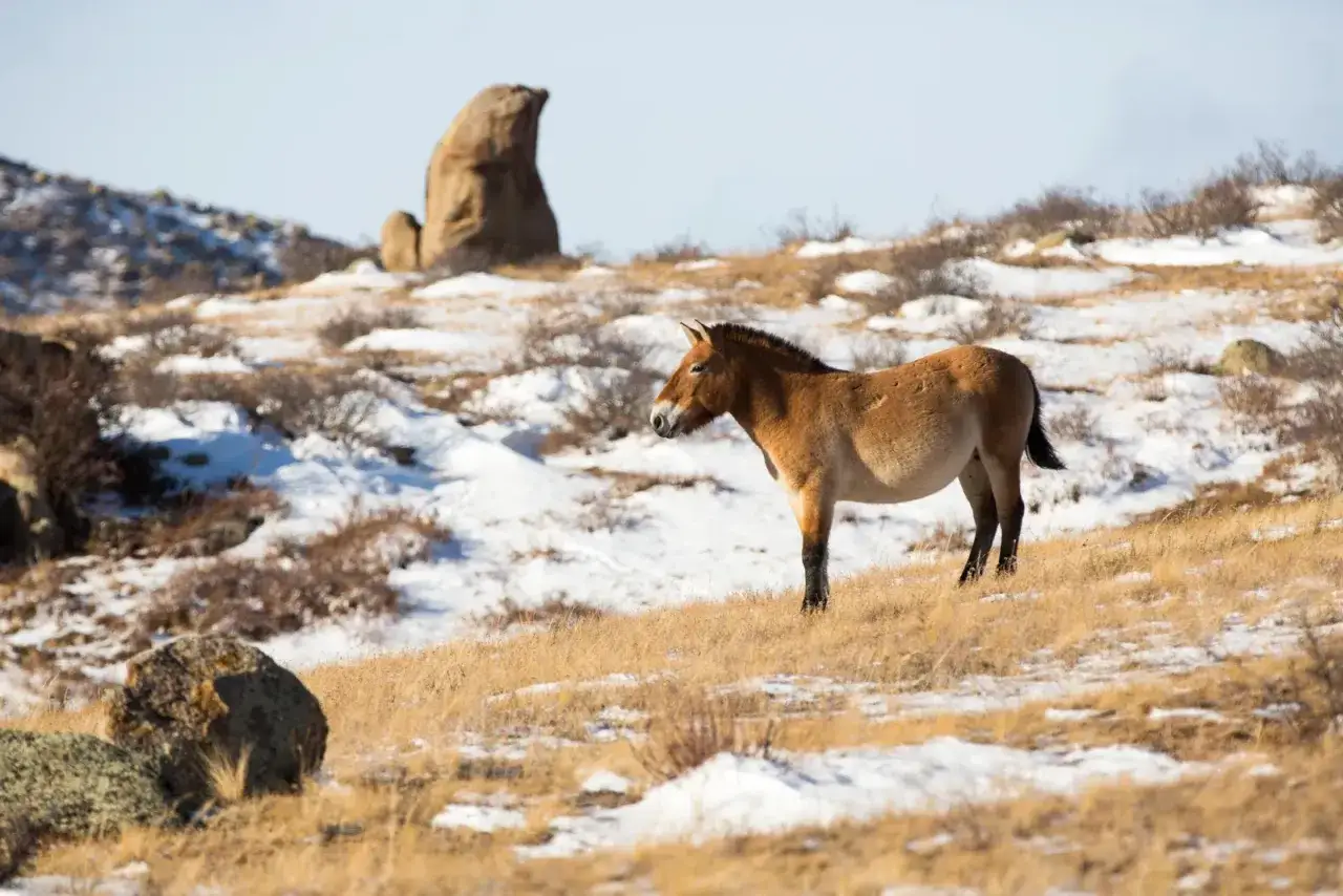 Un cheval de Przewalski, seul, se tient sur une colline enneig&eacute;e, son pelage brun contrastant avec le paysage hivernal.