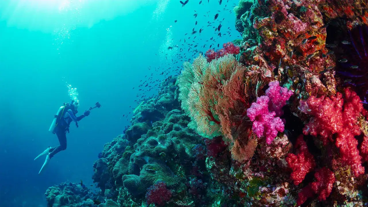Wyspy Similan nurkowanie rafa koralowa