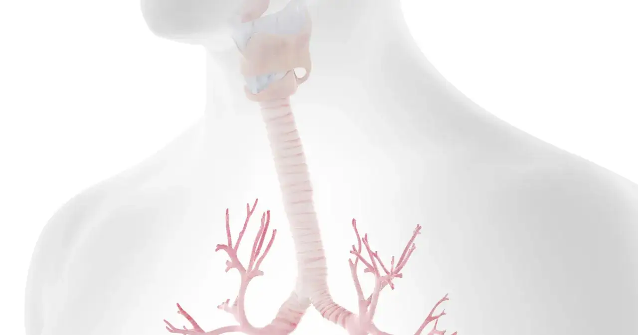 Anatomia krtani i tchawicy, z widocznymi rozgałęzieniami oskrzeli. Ilustracja może pomóc zrozumieć zapalenie tchawicy.