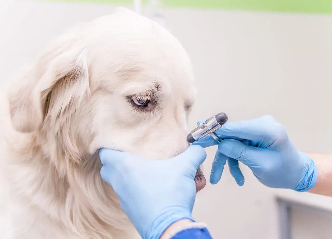Veterinario examina a un perro golden retriever con un martillo de reflejos. Mi perro estornuda mucho, espero que el veterinario descubra por qué.