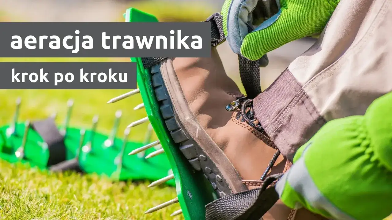 Osoba zakłada na buty kolce do aeracji trawnika. To urządzenie służy do napowietrzania gleby, co poprawia jej strukturę i zdrowie trawy.