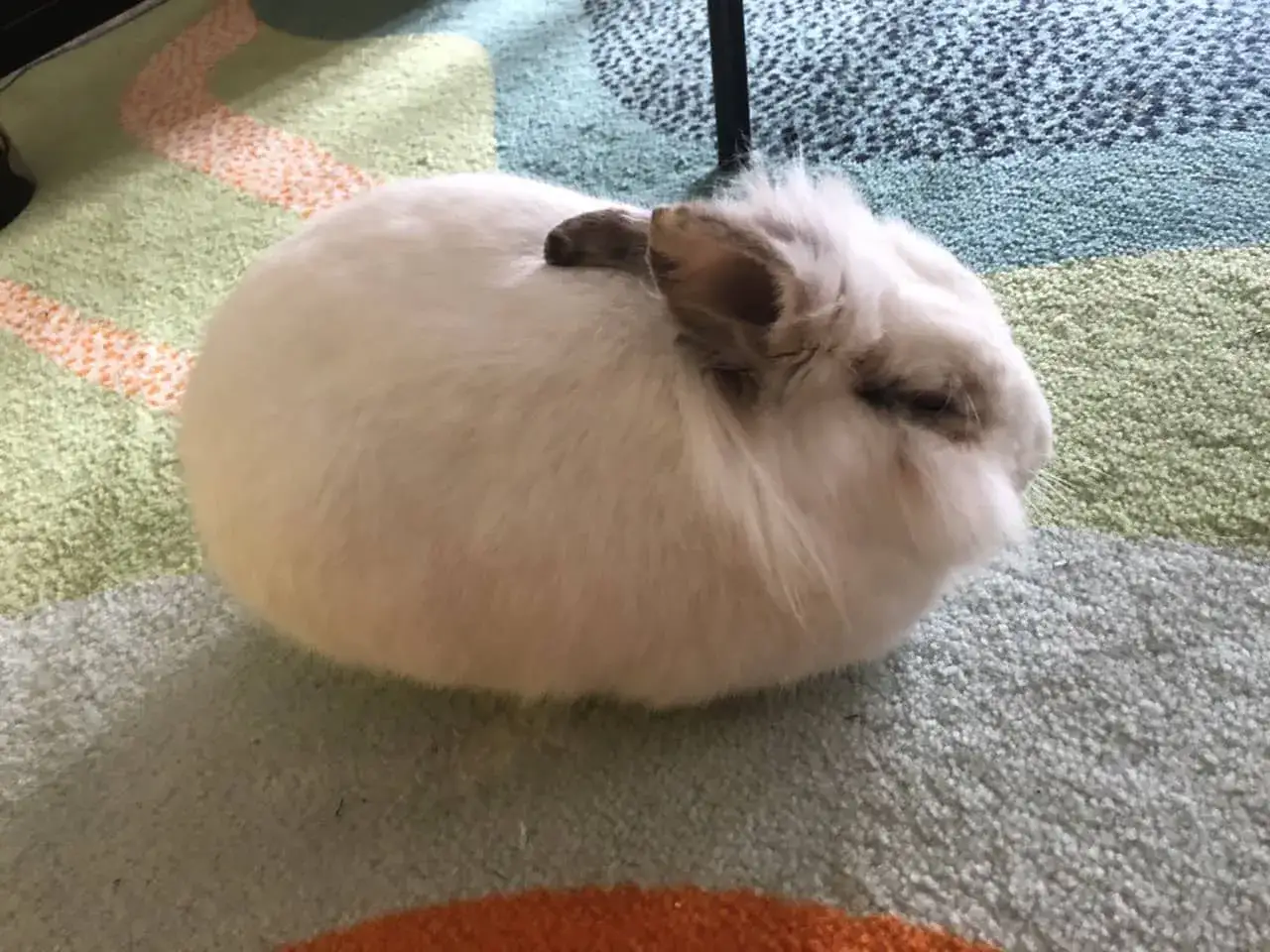 Un soffice coniglio bianco con macchie marroni sulle orecchie, mostra il suo carattere tranquillo seduto su un tappeto colorato.