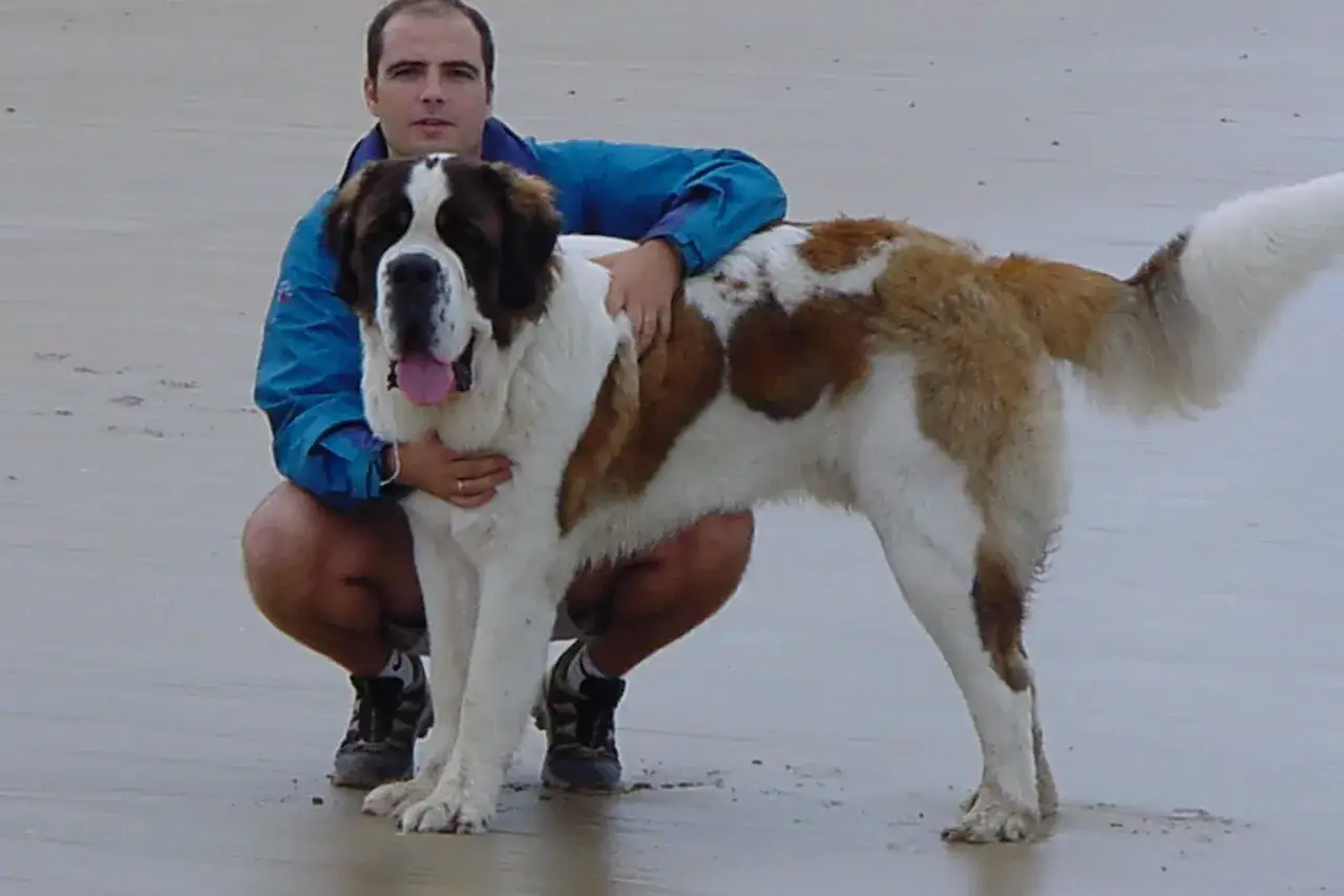 Hombre con un enorme san bernardo en la playa.
