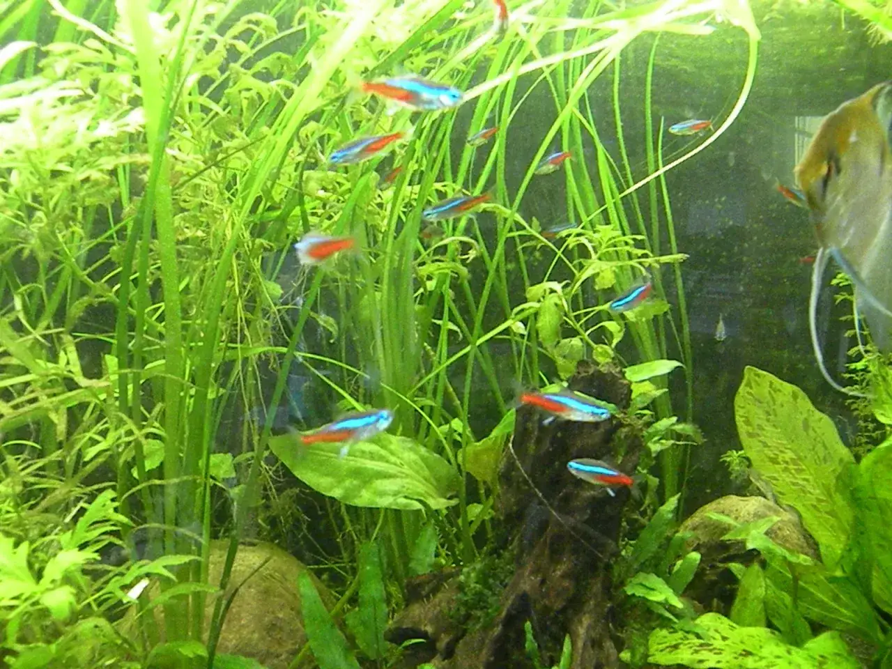 Neonki w akwarium, zielone rośliny, wymagania dla tetra fluo.