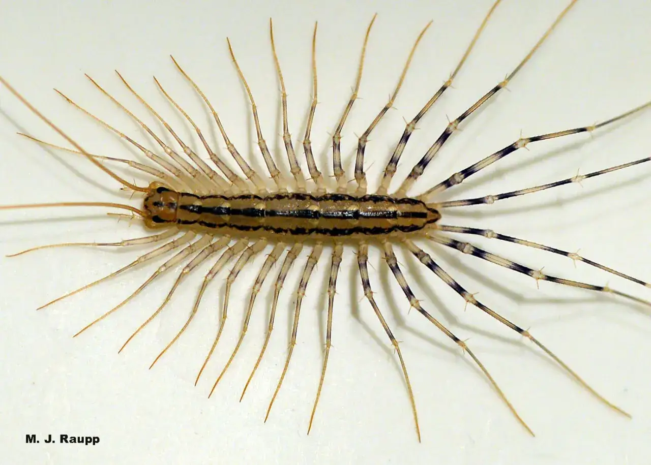 Ciempiés de casa, con sus largas patas, puede causar una picadura de ciempiés en humanos.