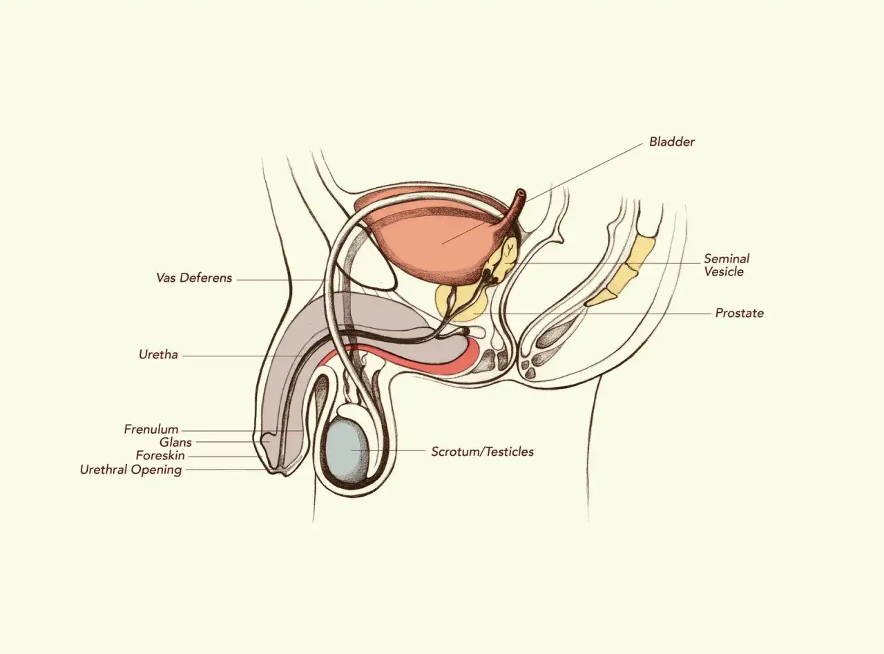 Anatomia męskiego układu rozrodczego: pęcherz, nasieniowody, prostata, cewka moczowa, żołądź, moszna. Ciekawe ciekawostki o penisie!