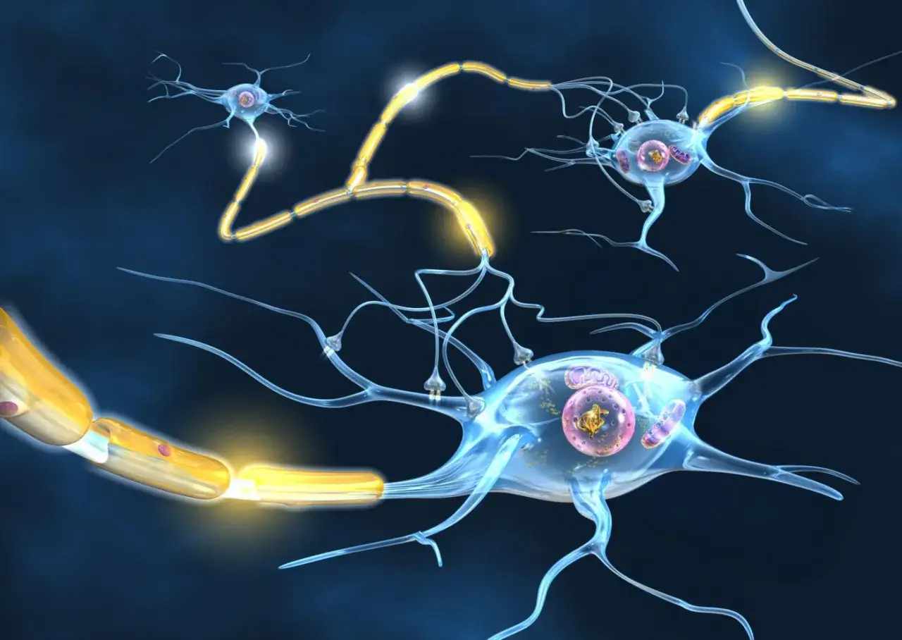 neuron z osłonką mielinową