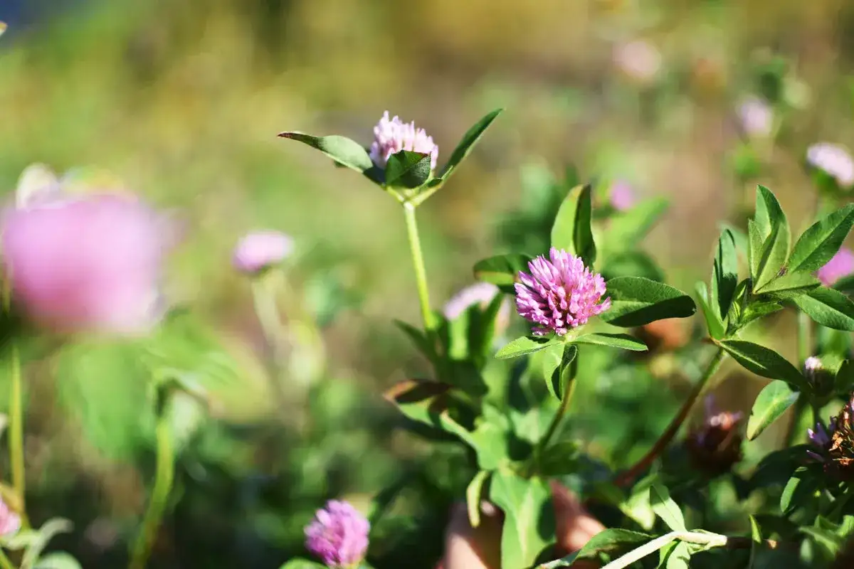 Nahaufnahme von rosa Rotklee-Bl&uuml;ten. Bei der Betrachtung der Natur kann man sich fragen, ob es Rotklee Nebenwirkungen gibt.