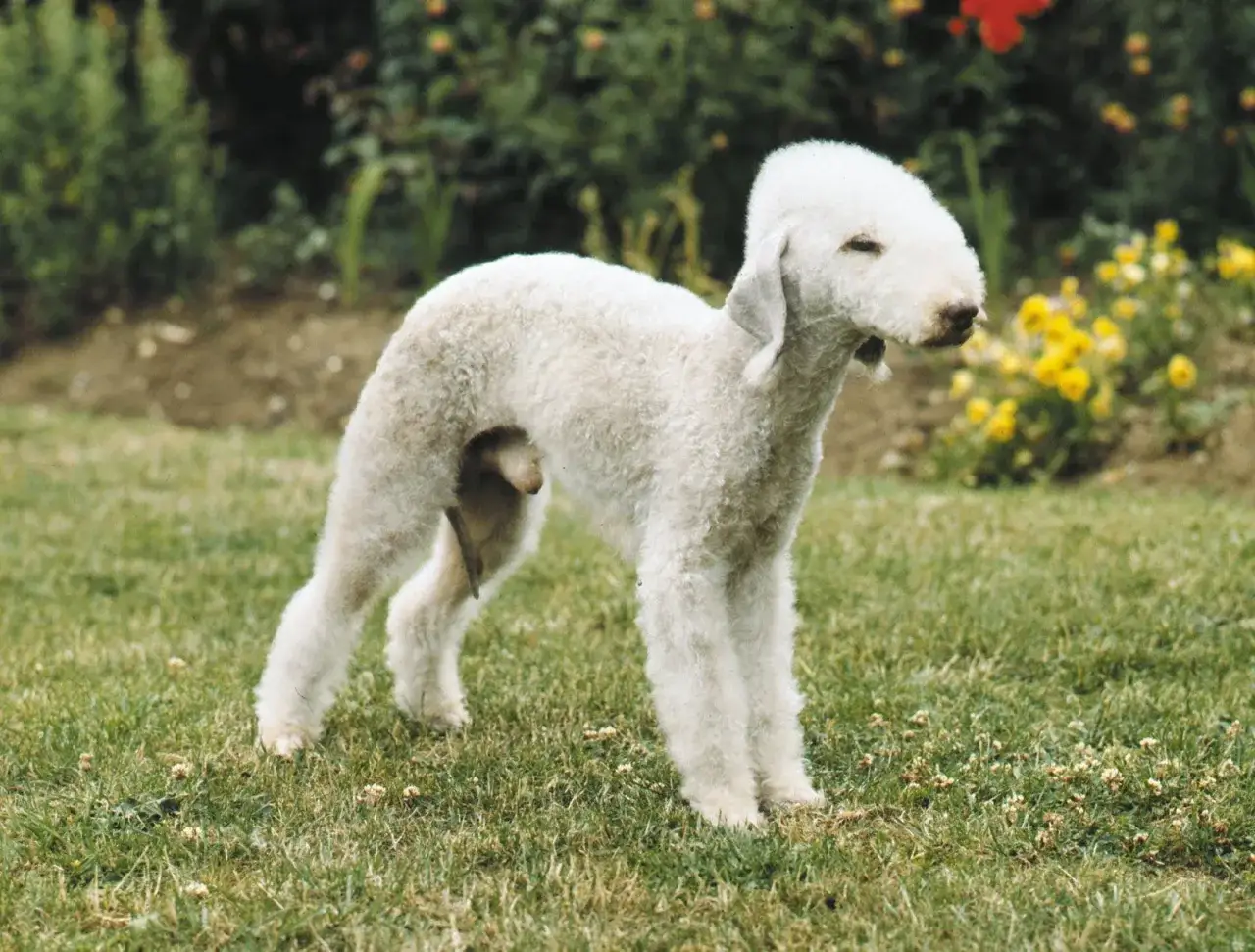 Un Bedlington Terrier blanco, con su característico pelaje rizado, posa en un jardín con flores amarillas al fondo.
