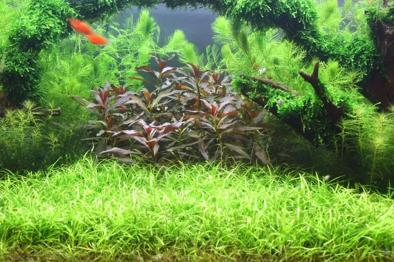 Un aquarium luxuriant avec un tapis de *Helanthium tenellum* au premier plan, des plantes rouges au milieu et des plantes vertes filiformes en arrière-plan.