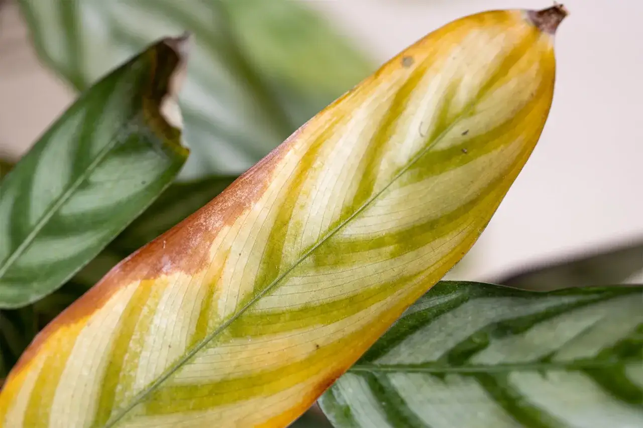 Braune Blattspitzen bei Calathea deuten auf Probleme bei der Calathea Pflege hin.