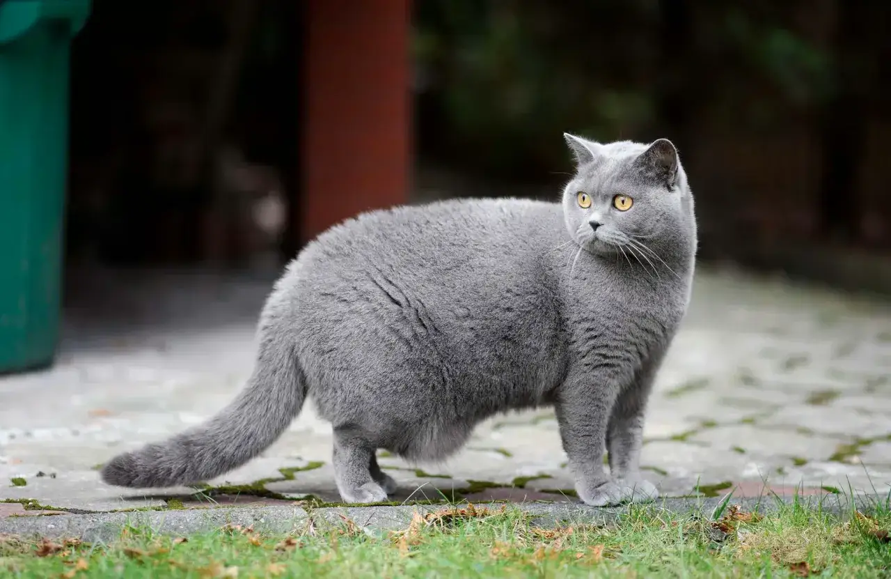 Un chat British Shorthair gris aux yeux dorés, peut-être atteint d'une maladie, se tient sur un chemin pavé.