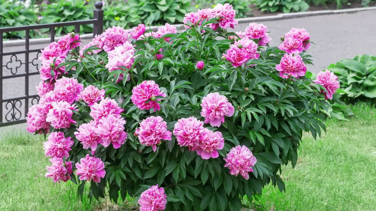 Un buisson de pivoines arbustives roses &eacute;panouies, avec une cl&ocirc;ture en arri&egrave;re-plan.
