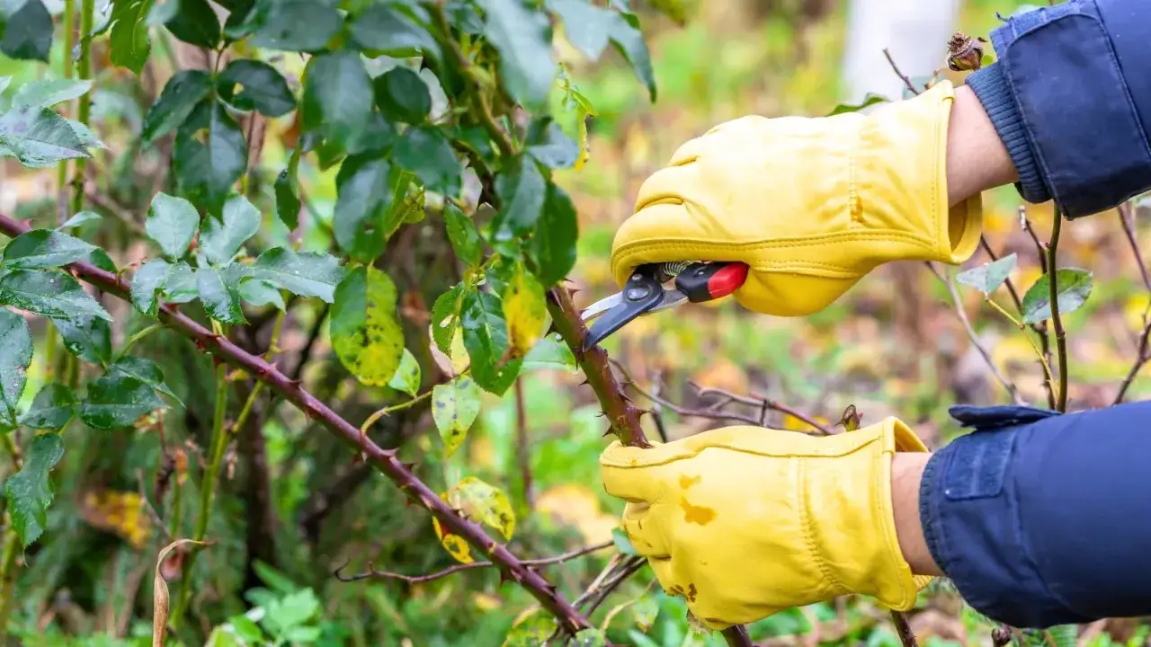 Hands in yellow gloves trimming thorny rose bushes with pruning shears.