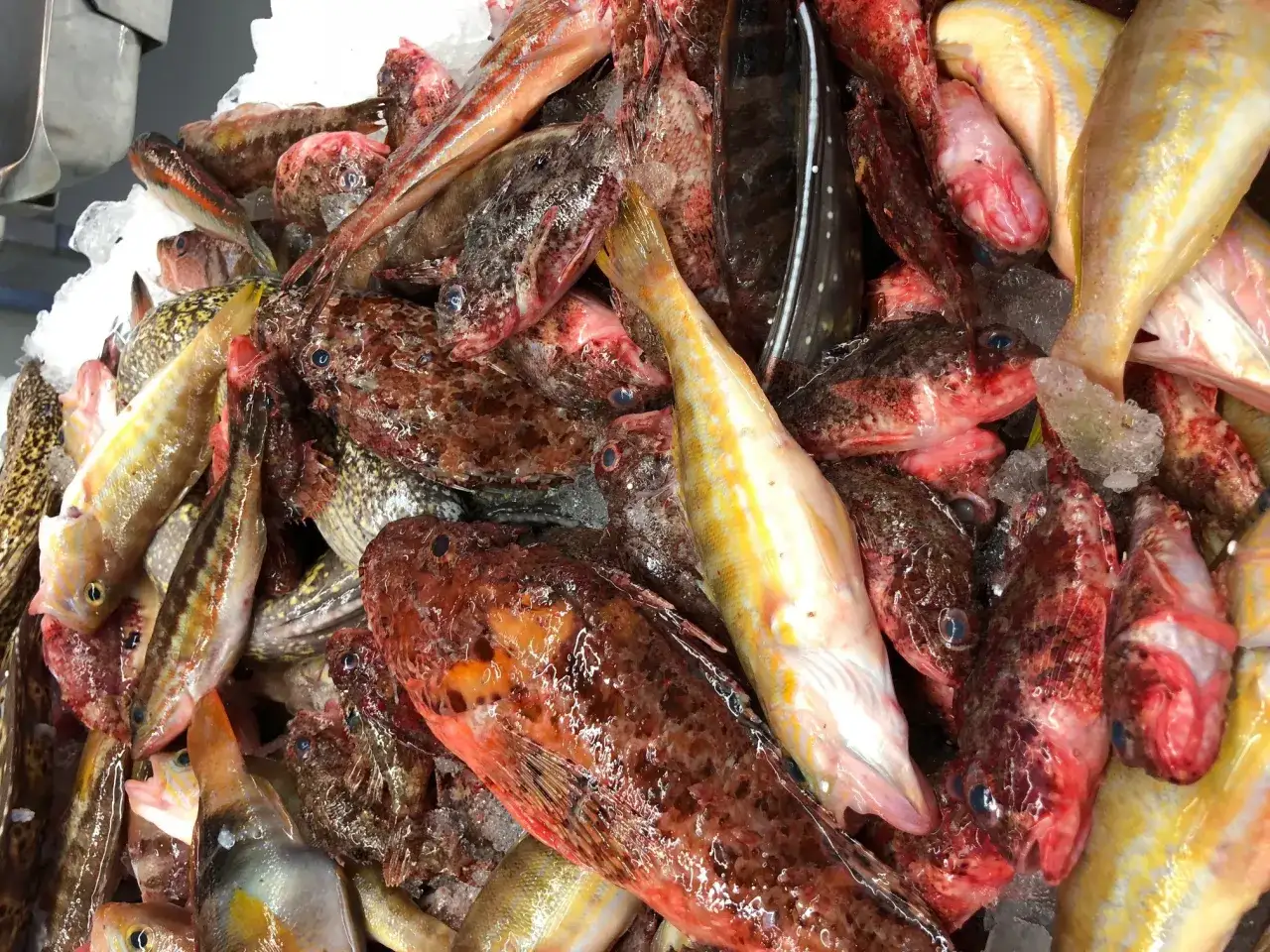 poissons de roche frais marché