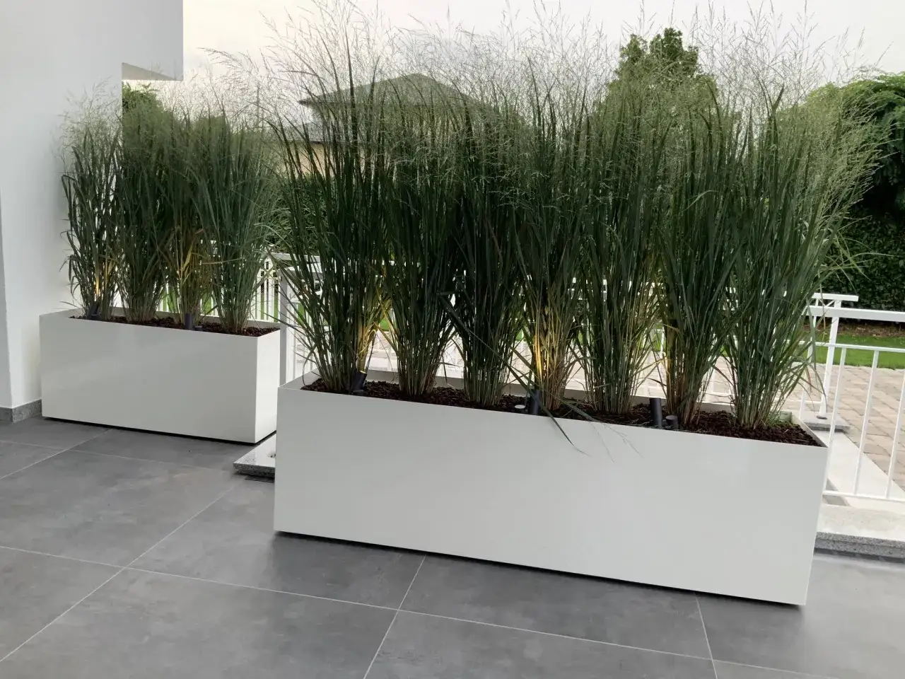 Moderne dachterrasse gestalten mit hohen Ziergräsern in weißen Pflanzkübeln. Ein Hauch von Natur für Ihr Zuhause.