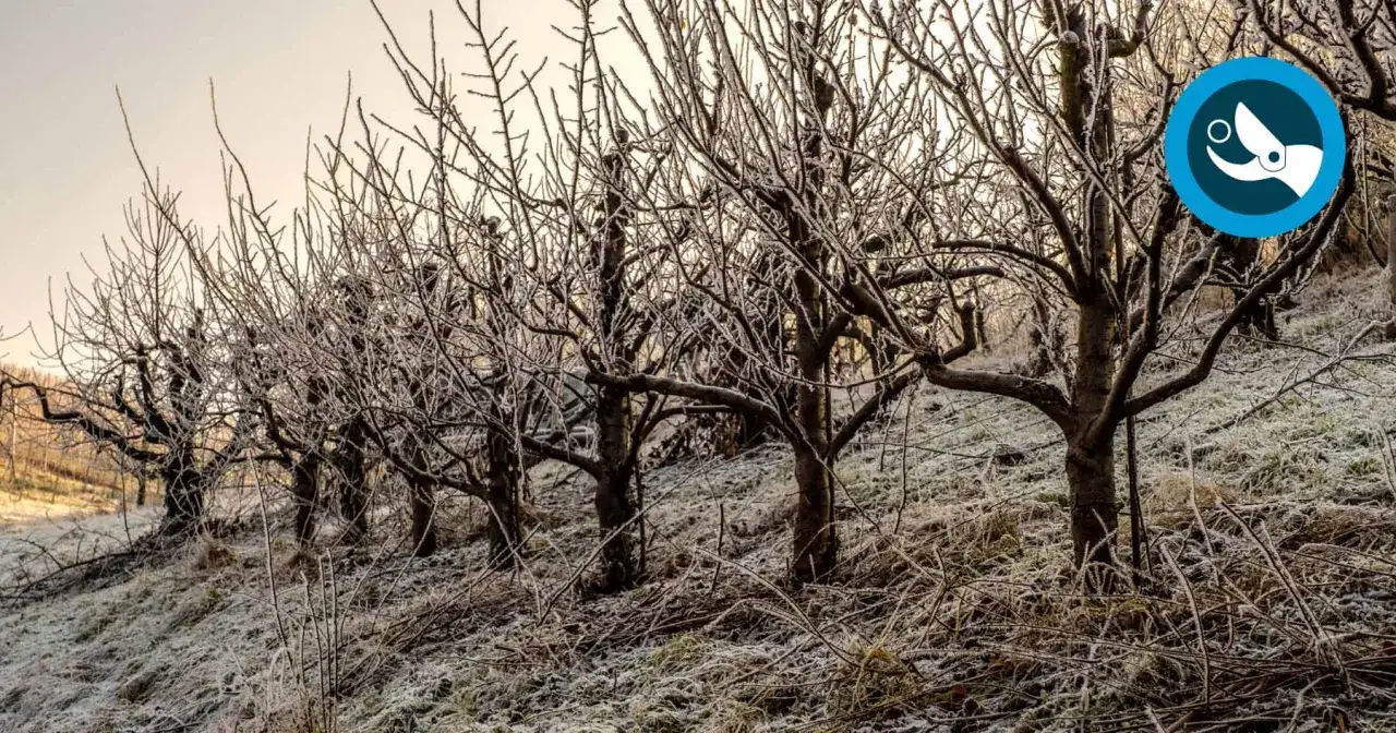 &Aacute;rboles desnudos cubiertos de escarcha, listos para la poda. El suelo est&aacute; cubierto de hierba helada, indicando el momento ideal cuando se podan los olivos.