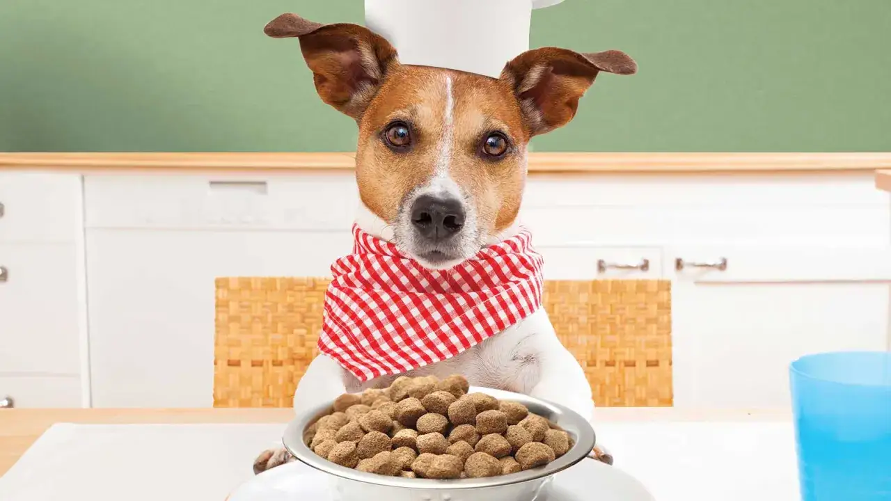Chef perruno listo para servir su deliciosa alimentaci&oacute;n para perro.