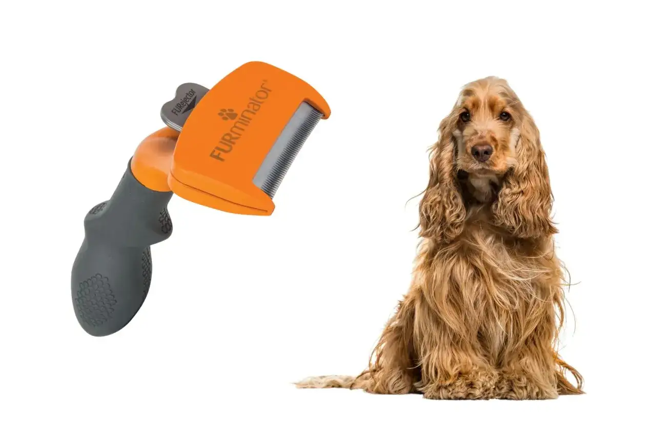 Ein Cocker Spaniel sitzt neben einem Furminator. Dieser Hund haart extrem, aber das Werkzeug hilft!