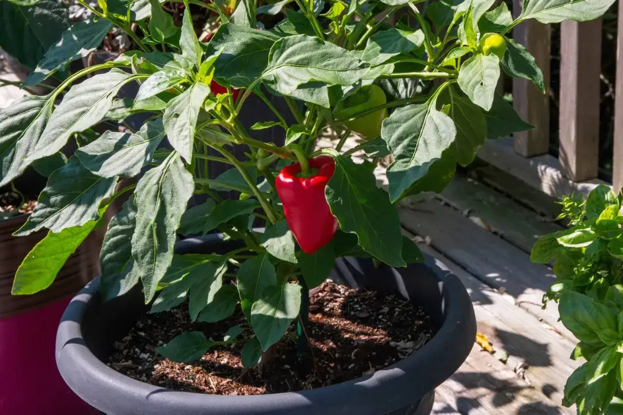 Un peperone rosso maturo pende da una pianta rigogliosa, segno di successo nel coltivare peperoni in vaso.