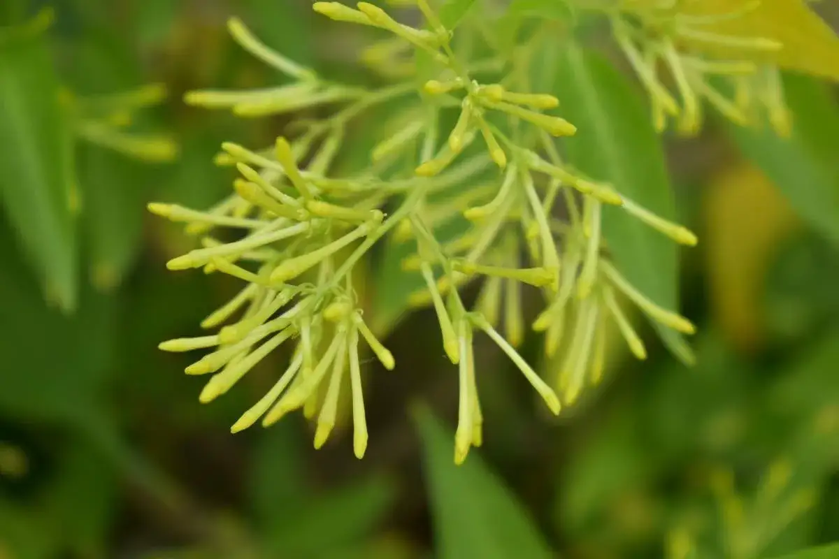 Racimos de delicadas flores amarillas de dama de noche, con pétalos alargados y puntiagudos, listos para abrirse.