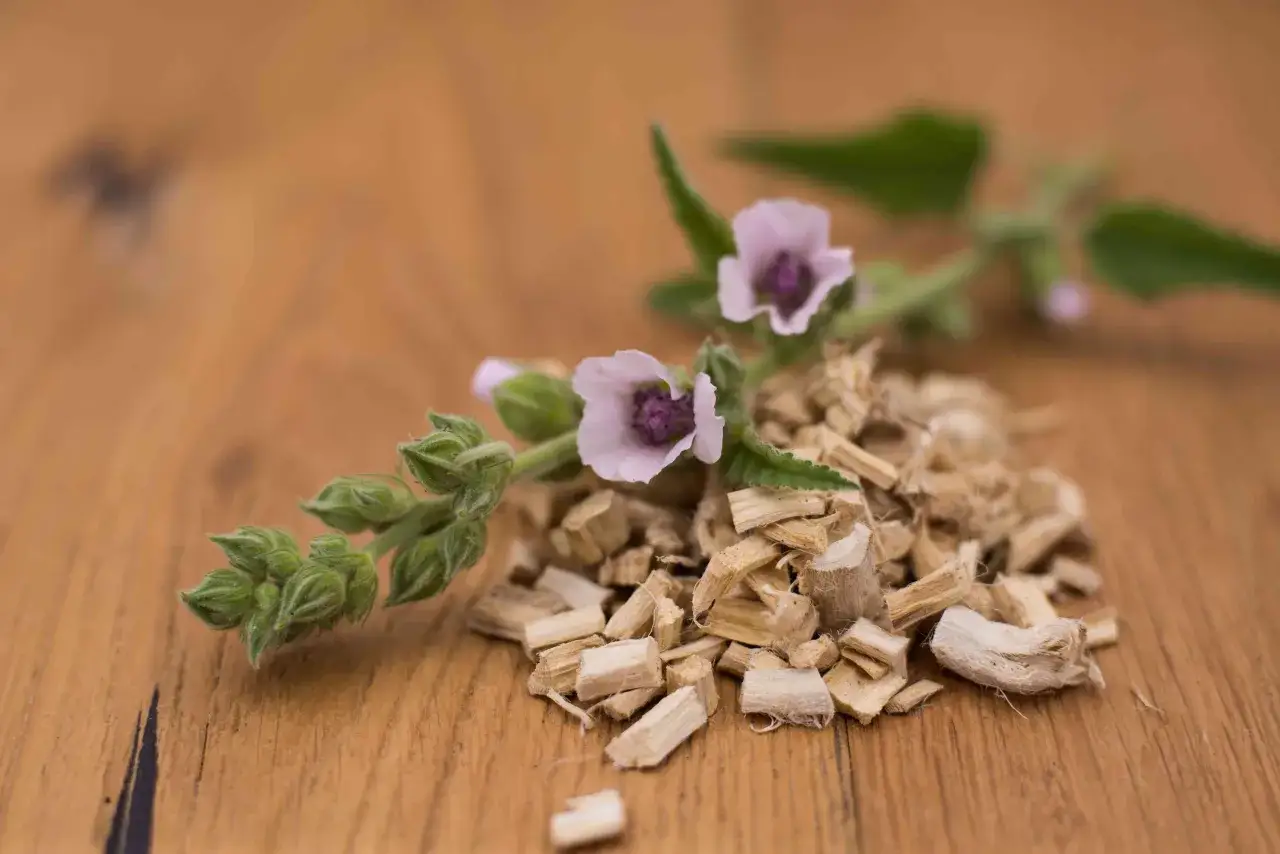 Zarte Eibischbl&uuml;ten und Wurzelst&uuml;cke auf Holz. Vorsicht bei eibisch allergie, die Pflanze kann Reaktionen ausl&ouml;sen.