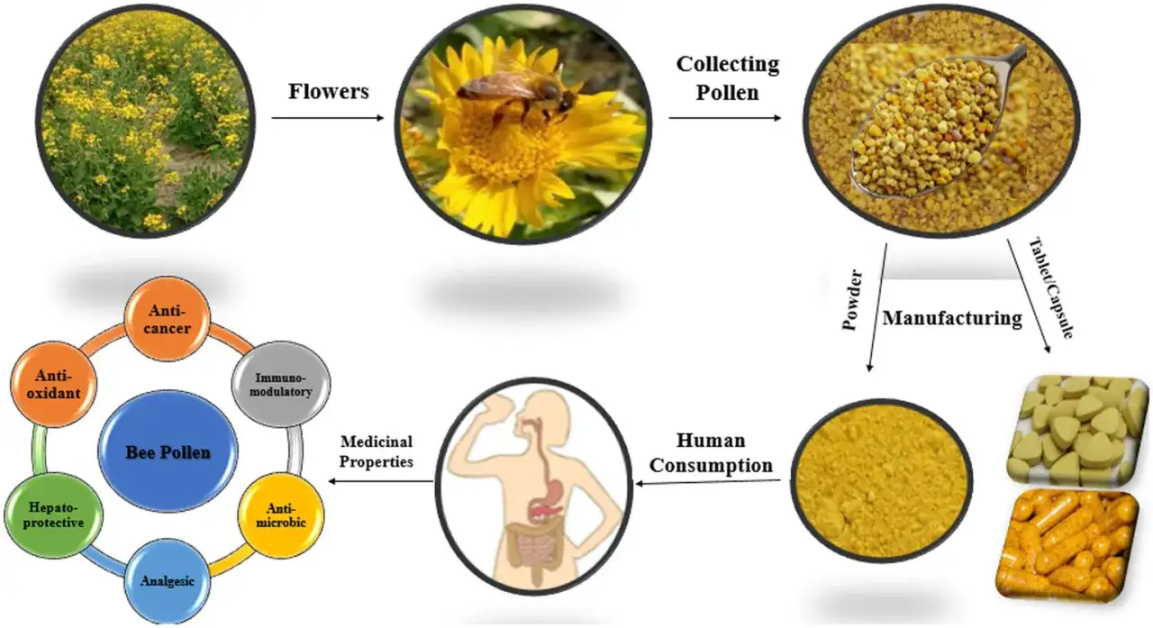 Propolis i pyłek pszczeli: od kwiat&oacute;w po produkcję tabletek i kapsułek. Wykazuje właściwości antyrakowe, antyoksydacyjne, immunomodulujące, antybakteryjne, przeciwb&oacute;lowe i hepatoprotekcyjne.