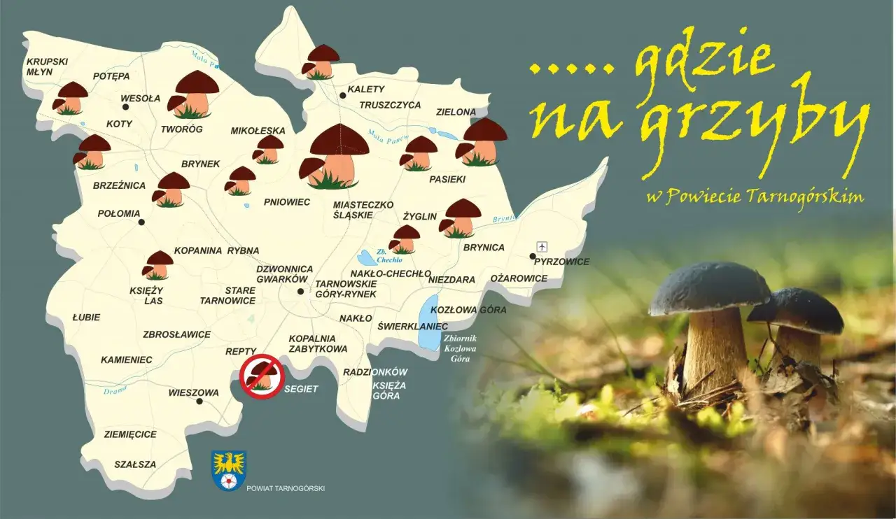 Mapa grzybów Śląsk, najlepsze miejsca na grzybobranie