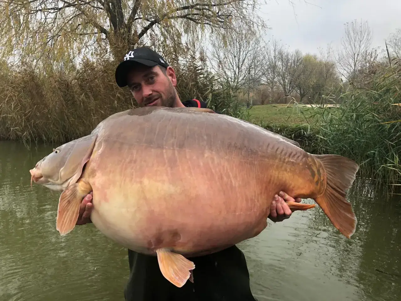 Wędkarz z dumą prezentuje gigantycznego karpia, złowionego w wodach euro aqua. Ryba jest imponujących rozmiarów.