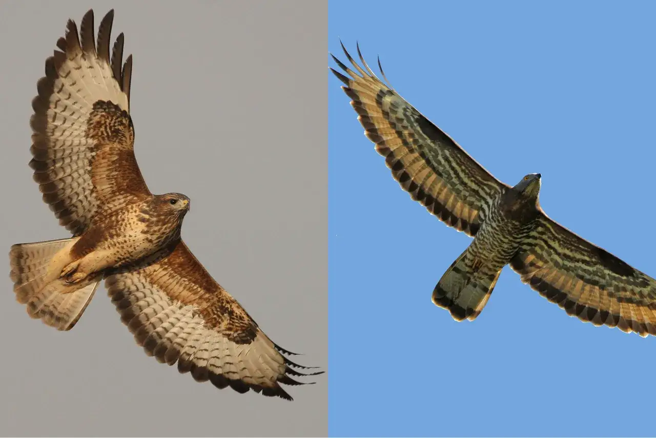 Zwei Greifv&ouml;gel im Flug: Ein Bussard mit braunem Gefieder vor grauem Himmel und ein Habicht mit gestreiftem Gefieder vor blauem Himmel.