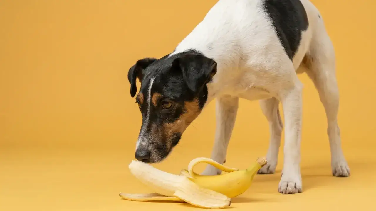 Un chien curieux renifle une banane sur fond jaune.