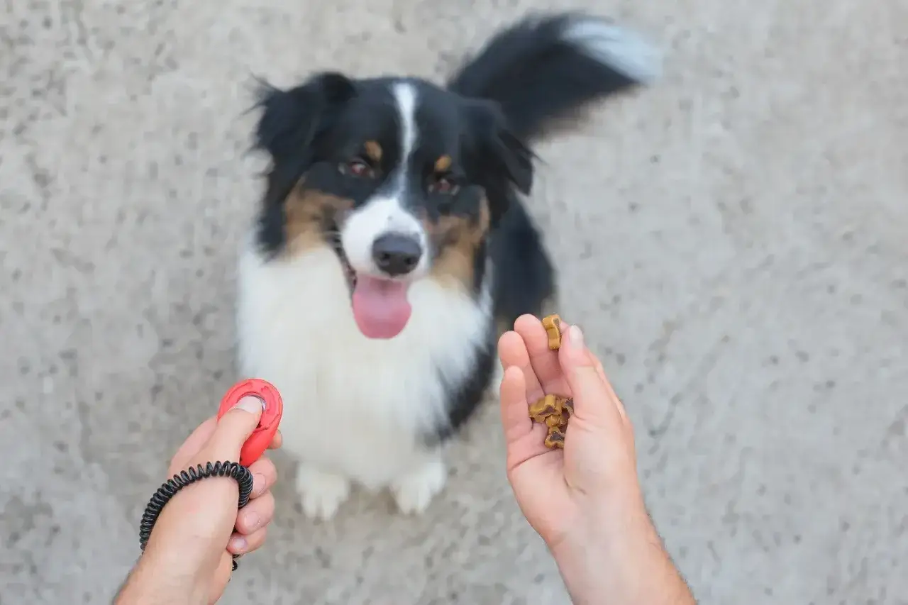 Ein Hund wartet gespannt auf Leckerlis. So bringe ich meinem Hund Sitz bei: mit Clicker und Belohnung.