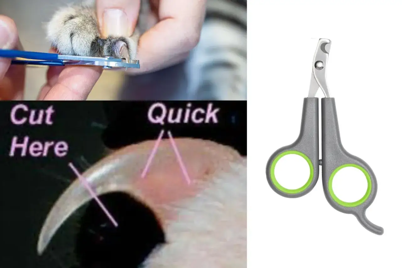 Un chat se fait couper les griffes. Attention à ne pas couper trop court, car mon chat tire sur ses griffes avec ses dents !