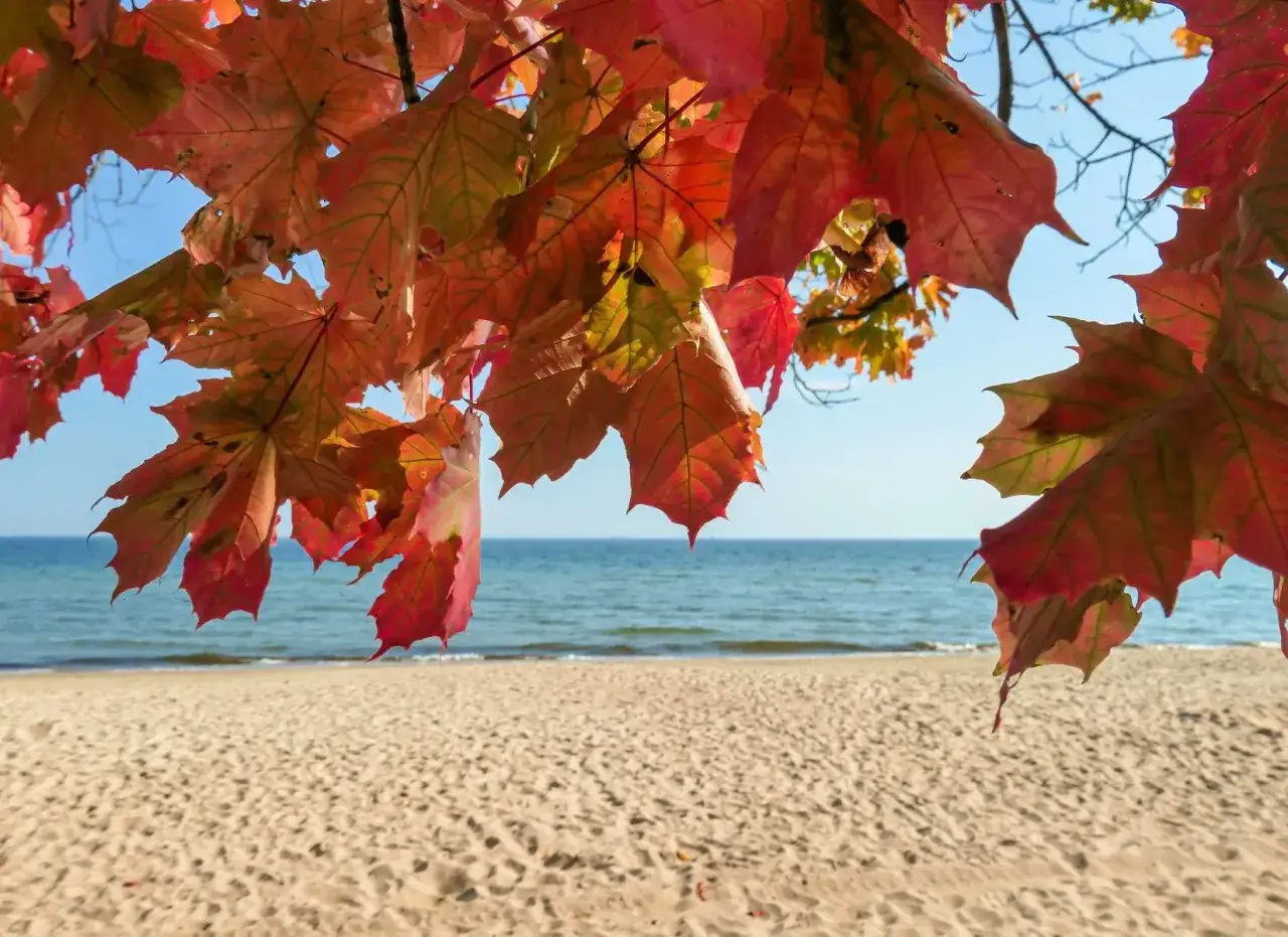 Jesienne liście klonu nad piaszczystą plażą i spokojnym morzem. Idealne miejsce, gdzie nad morze w październiku.