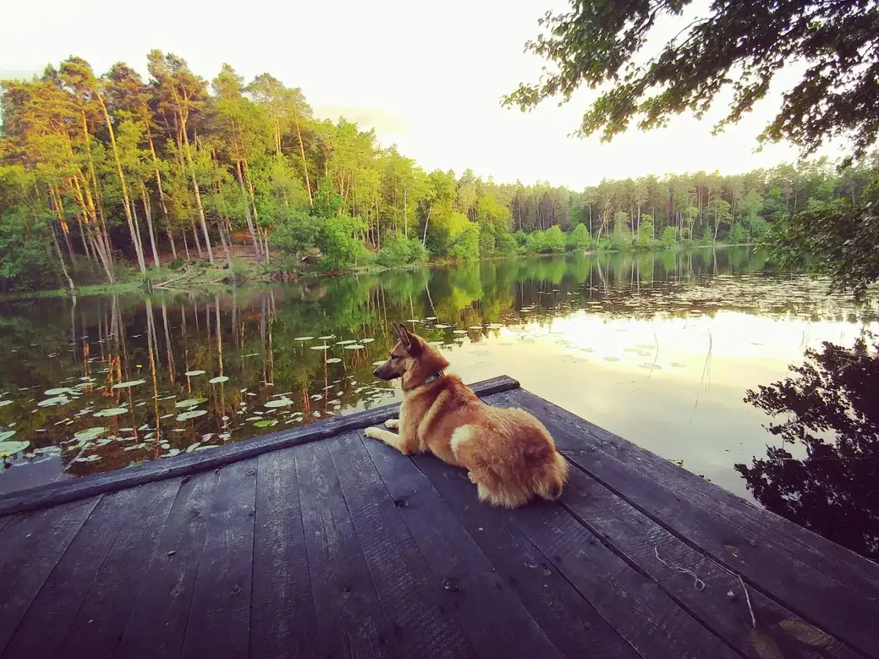 Pies na pomoście nad jeziorem w **Borach Tucholskich**. Spokój i piękno natury.