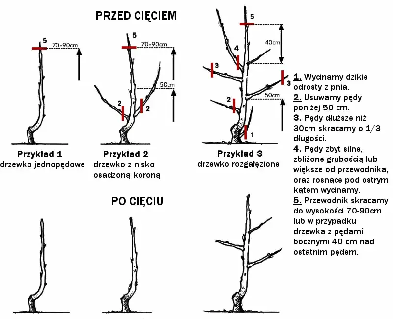 Cięcie formujące młode drzewko owocowe