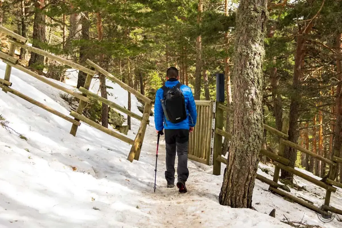 Senderismo en la ruta laguna peñalara. Un hombre con mochila y bastones camina por un sendero nevado entre pinos.