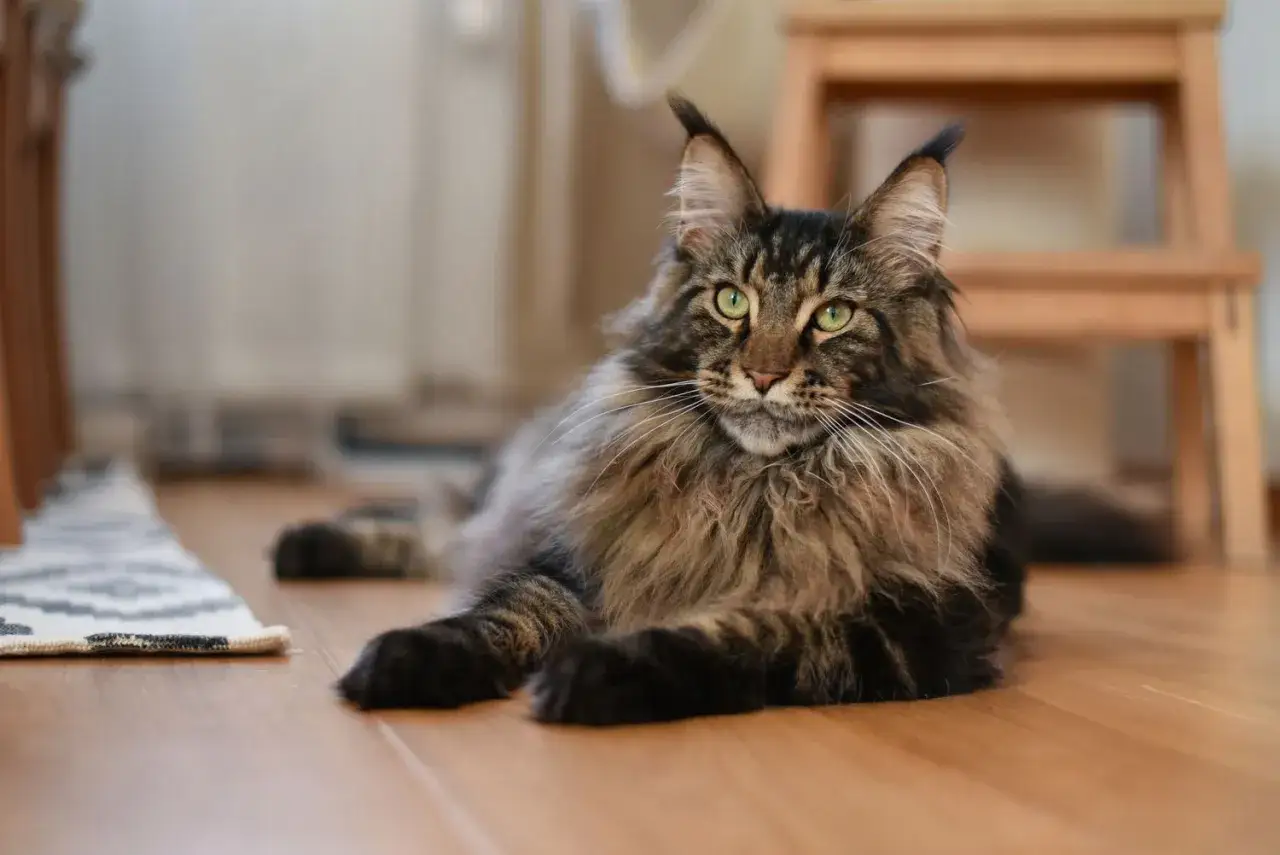 Majestatyczny kot rasy Maine Coon, z bujnym futrem i zielonymi oczami, leży na drewnianej podłodze.