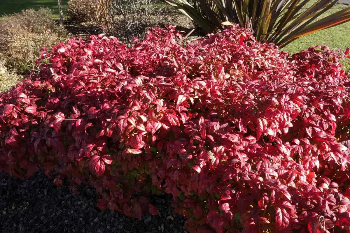 Un arbuste de bambou sacr&eacute; aux feuilles rouge vif, baignant dans la lumi&egrave;re du soleil.