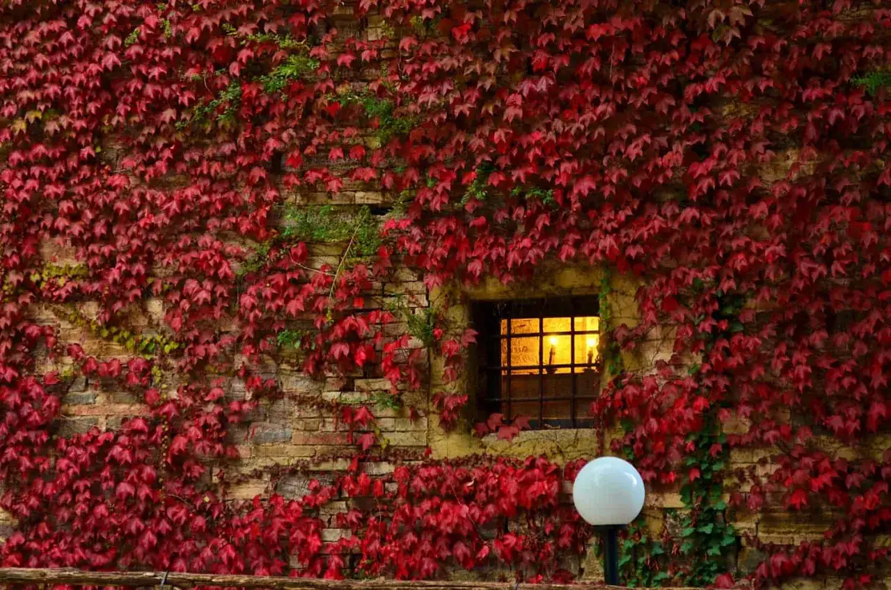 Muro di mattoni ricoperto da un'intensa **foliage** rossa autunnale nelle Marche. Una finestra illuminata e un lampione bianco completano la scena.