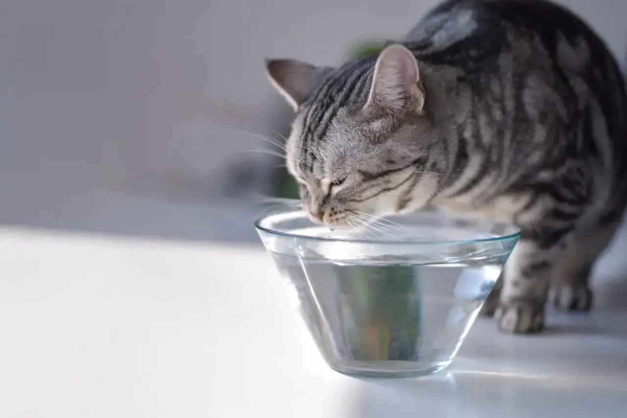 Un chat tigré gris boit de l'eau dans un bol en verre. Une goutte d'eau tombe de sa langue.