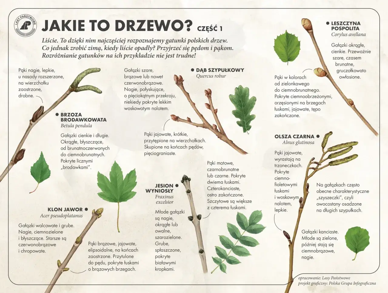 Ilustracja przedstawia pędy i liście polskich drzew: brzozy, dębu, klonu, jesionu, olszy i leszczyny.